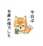 柴犬クラブ（個別スタンプ：16）