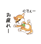 柴犬クラブ（個別スタンプ：17）