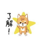 柴犬クラブ（個別スタンプ：25）