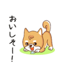 柴犬クラブ（個別スタンプ：30）