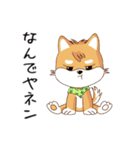 柴犬クラブ（個別スタンプ：36）