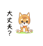 柴犬クラブ（個別スタンプ：37）