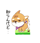 柴犬クラブ（個別スタンプ：38）