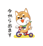 柴犬クラブ（個別スタンプ：40）