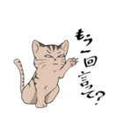 とりあえず返事をする猫（個別スタンプ：11）