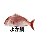 魚好きの魚スタンプ（個別スタンプ：1）