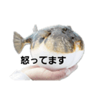 魚好きの魚スタンプ（個別スタンプ：3）