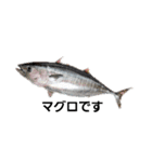 魚好きの魚スタンプ（個別スタンプ：4）