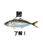 魚好きの魚スタンプ（個別スタンプ：6）