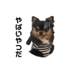 愛犬ビーンズ（個別スタンプ：1）