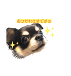 愛犬ビーンズ（個別スタンプ：2）