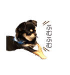 愛犬ビーンズ（個別スタンプ：3）