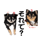 愛犬ビーンズ（個別スタンプ：4）