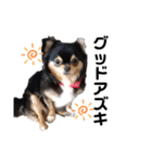 愛犬ビーンズ（個別スタンプ：5）