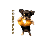 愛犬ビーンズ（個別スタンプ：6）