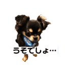愛犬ビーンズ（個別スタンプ：7）