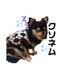 愛犬ビーンズ（個別スタンプ：8）
