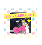 シャルルのスタンプ❤️（個別スタンプ：8）