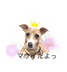 イタグレ maui（個別スタンプ：7）