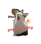 ネコの名前はamour！（個別スタンプ：3）
