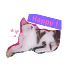 ネコの名前はamour！（個別スタンプ：7）