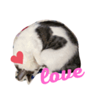 ネコの名前はamour！（個別スタンプ：8）