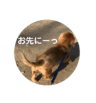 ダックスのチャッピーちゃん（個別スタンプ：4）