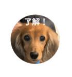 ダックスのチャッピーちゃん（個別スタンプ：6）