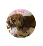 ダックスのチャッピーちゃん（個別スタンプ：8）