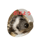 うちのかるびくん（個別スタンプ：2）