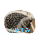 うちのかるびくん（個別スタンプ：3）