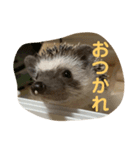 うちのかるびくん（個別スタンプ：4）