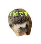 うちのかるびくん（個別スタンプ：7）