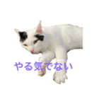 むぎさんと可愛い仲間達（個別スタンプ：2）