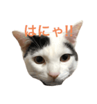 むぎさんと可愛い仲間達（個別スタンプ：5）