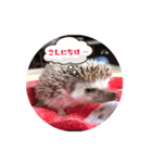 すぅくん1 つぶやき編（個別スタンプ：2）
