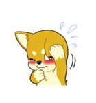 照れる柴犬（個別スタンプ：2）
