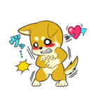 照れる柴犬（個別スタンプ：11）