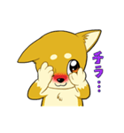 照れる柴犬（個別スタンプ：21）