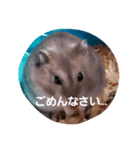 ハムスター顔だけスタンプ（個別スタンプ：4）