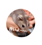 ハムスター顔だけスタンプ（個別スタンプ：7）