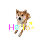柴犬 毎日の挨拶に使える しばけん こた（個別スタンプ：1）