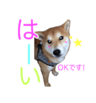 柴犬 毎日の挨拶に使える しばけん こた（個別スタンプ：2）