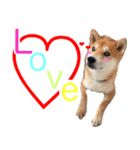 柴犬 毎日の挨拶に使える しばけん こた（個別スタンプ：3）