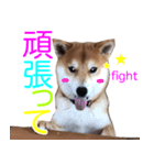 柴犬 毎日の挨拶に使える しばけん こた（個別スタンプ：4）