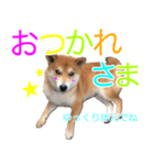 柴犬 毎日の挨拶に使える しばけん こた（個別スタンプ：5）