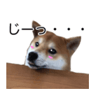 柴犬 毎日の挨拶に使える しばけん こた（個別スタンプ：6）