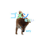 柴犬 毎日の挨拶に使える しばけん こた（個別スタンプ：7）