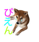 柴犬 毎日の挨拶に使える しばけん こた（個別スタンプ：8）