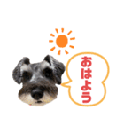 ミニシュナの日常会話スタンプ（個別スタンプ：1）